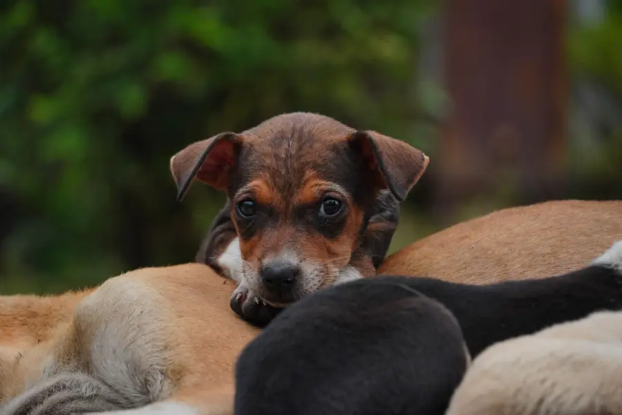 Come abituare un cucciolo alla casa e alla lettiera