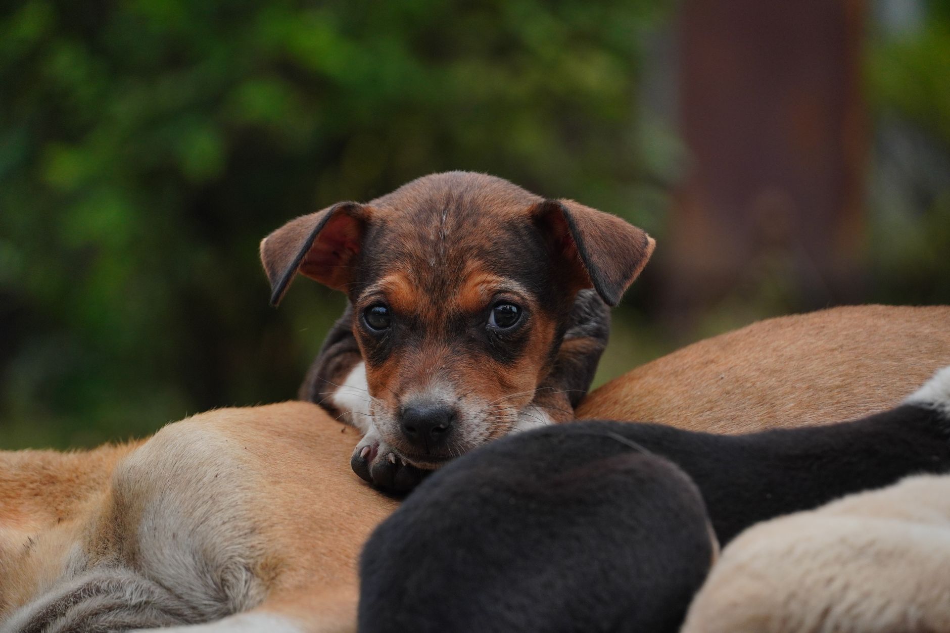 Come abituare un cucciolo alla casa e alla lettiera