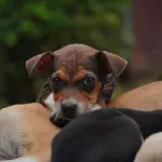 Come abituare un cucciolo alla casa e alla lettiera
