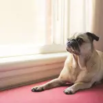 Razze di cani più adatte alla vita in appartamento