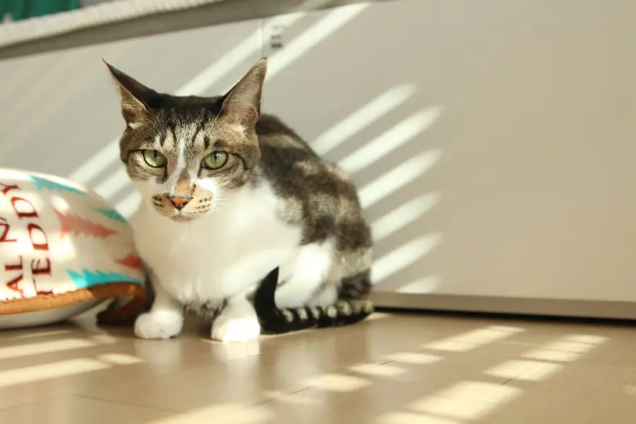 Quanto vive un gatto domestico: età e longevità