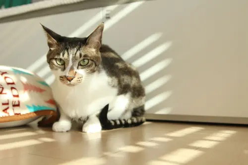 Quanto vive un gatto domestico: età e longevità