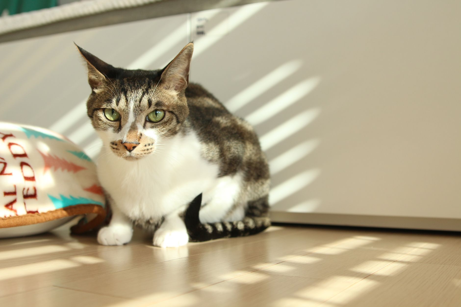 Quanto vive un gatto domestico: età e longevità