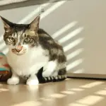 Quanto vive un gatto domestico: età e longevità