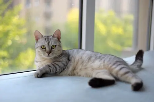 Gatto che impasta con le zampe: origini e significato