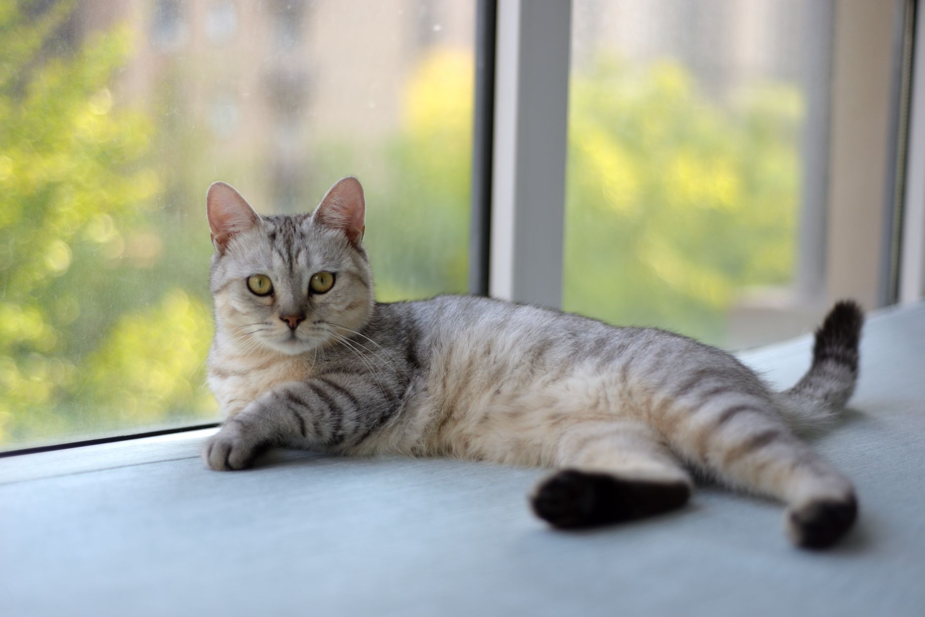 Gatto che impasta con le zampe: origini e significato