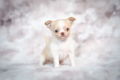 Cani piccola taglia: le razze per l'appartamento