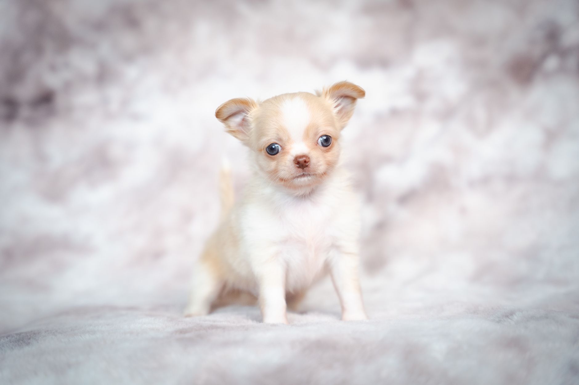 Cani piccola taglia: le razze per l'appartamento