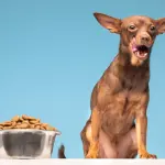 Alimentazione del cane: tutto ciò che c’è da sapere, come funziona e quantità